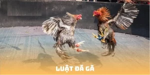 Luật đá gà