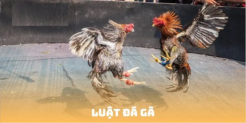 Luật đá gà