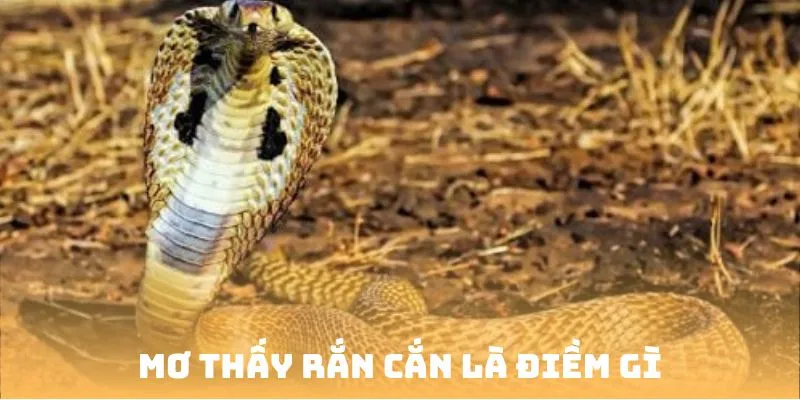 Mơ thấy rắn cắn là điềm gì