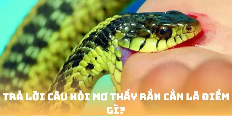 Trả lời câu hỏi Mơ thấy rắn cắn là điềm gì?